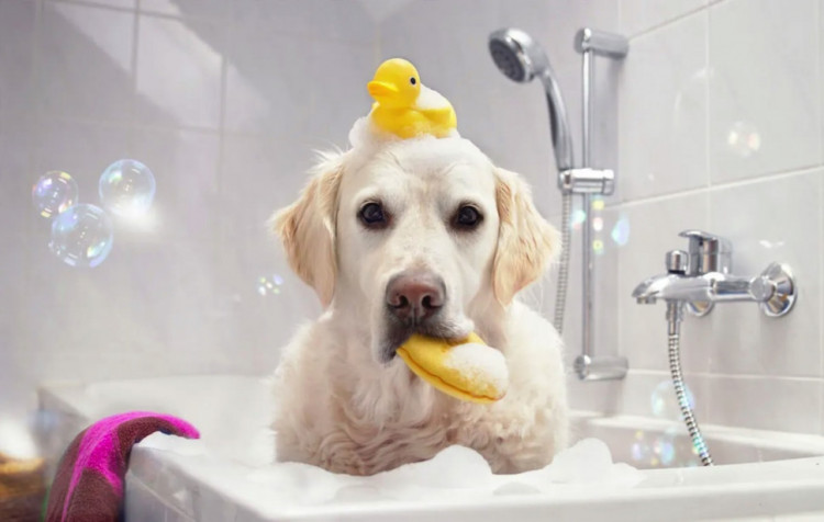 Dctr.Go Шампунь-бальзам для животных Sнampoo Therapy "Мультиуход" 1000 ml в Томске